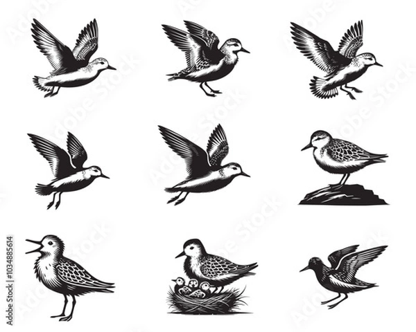 Fototapeta Collection of Sanderling Vector illustration - Sanderling Bird Clipart Design
