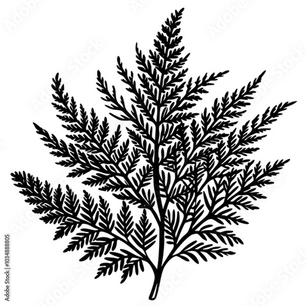 Fototapeta Asparagus fern silhouette 
vector art 
