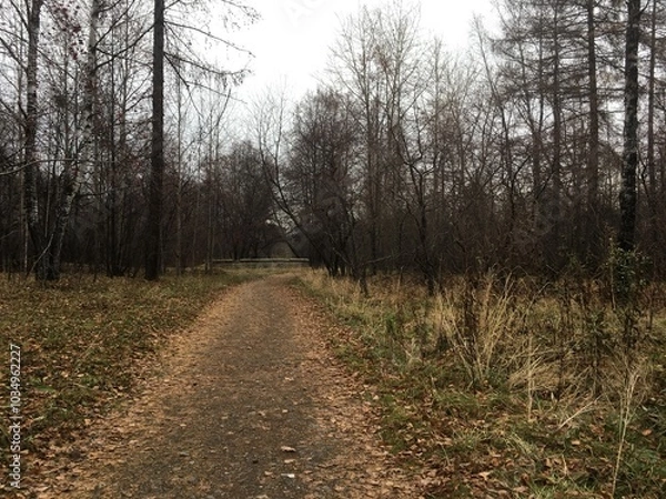 Fototapeta path in the woods