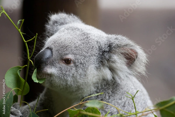 Obraz A koala eating eucalyptus leaves.