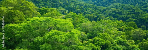 Obraz Dense Green Rainforest Canopy