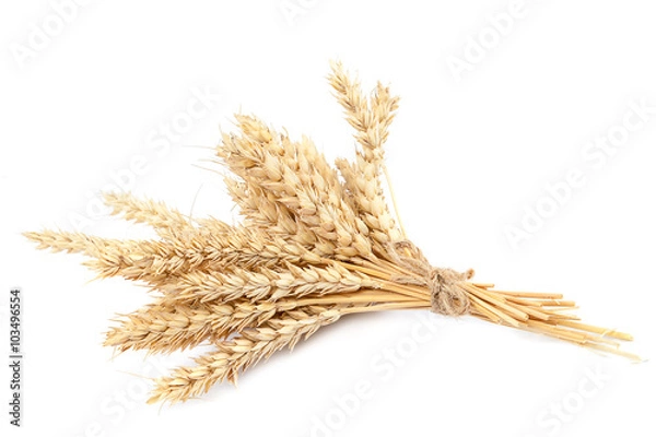 Fototapeta Sheaf of wheat ears on white background.