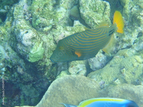 Fototapeta Gelbschwanz-Drückerfisch