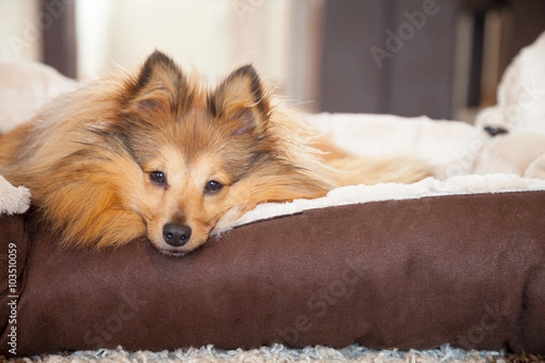 Fototapeta Sheltie Hund schaut aus dem Körbchen / sheltie dog lie in dog basket 
