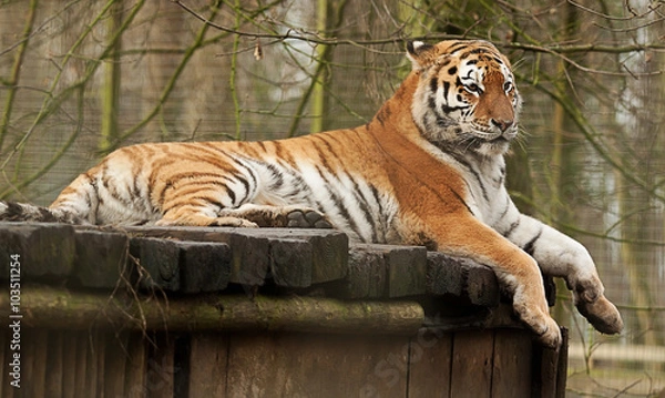 Obraz Resting Indian Tiger