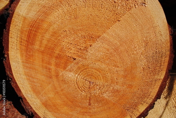 Obraz Gefällte Bäume