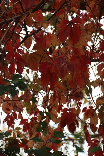 Obraz red maple leaves