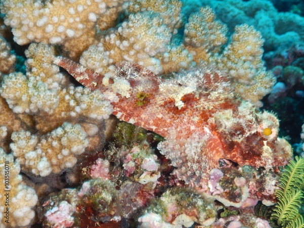 Fototapeta Papuan Scorpionfish (Scorpaenopsis papuensis) hiding in corals