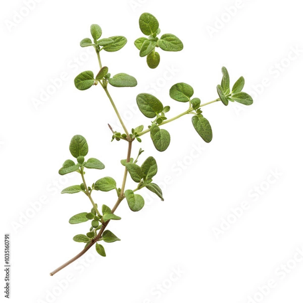 Fototapeta Fresh thyme herb branch isolated on white background, perfect for culinary use or herbal themes in photography. PNG transparent background.