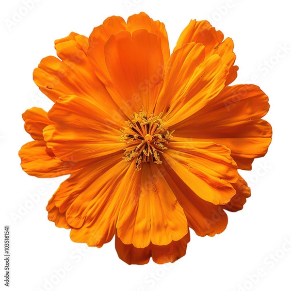 Fototapeta Vibrant orange flower close-up showcasing intricate petal details and a lively center, perfect for nature-themed projects. PNG transparent background.
