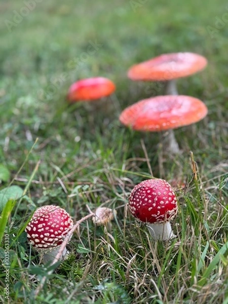 Obraz fly agaric in a meadow