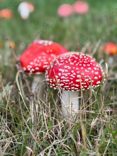 Obraz Fly agaric in a meadow