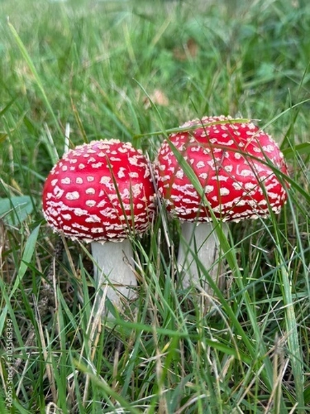 Obraz fly agaric in a meadow