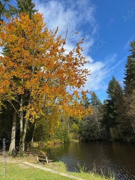 Obraz autumn in the park by schöneck in saxony, Vogtland 