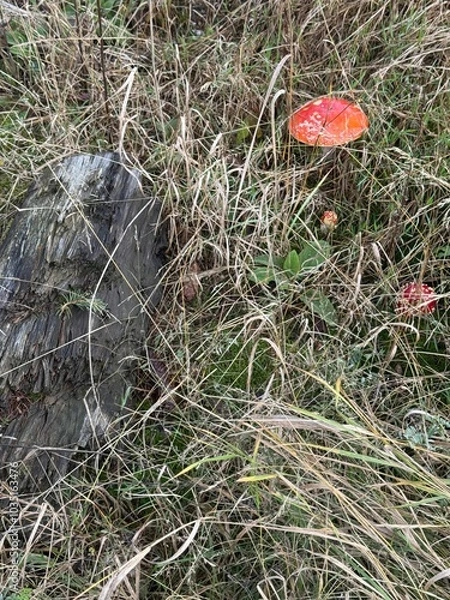 Obraz mushrooms in the grass