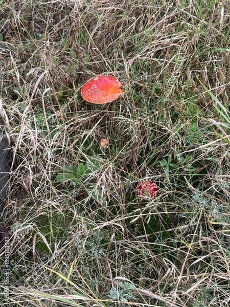 Obraz Fly agaric in a meadow