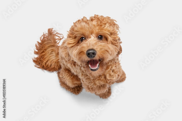 Fototapeta A small funny and cute dog with curly hair looks and smiles.. Cavapoo breed, The background is grey.