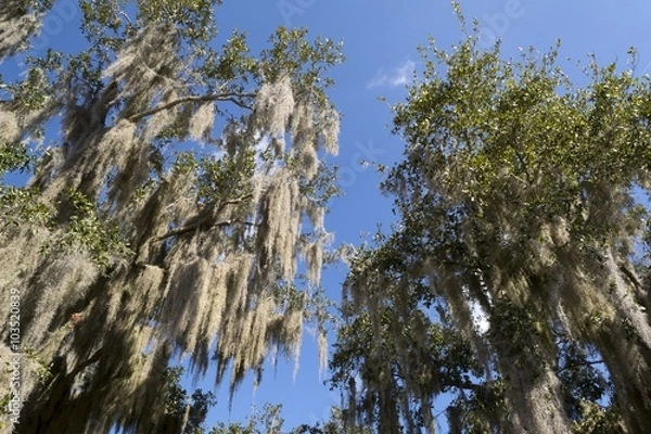 Obraz Spanish moss hanging down from trees in Florida