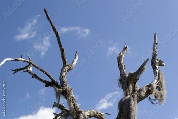 Fototapeta Old dry tree trunk against blue sky