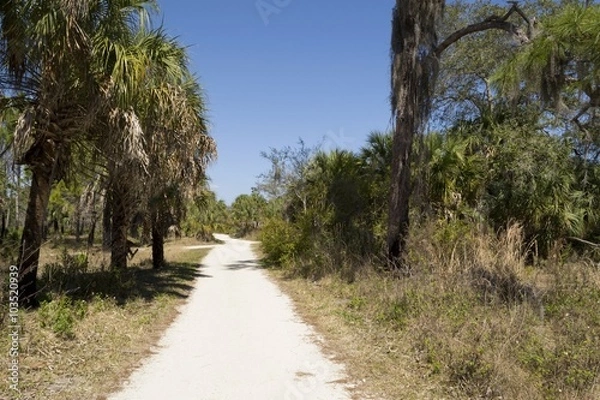 Obraz Hiking trail in Boyd Island preserve, Florida