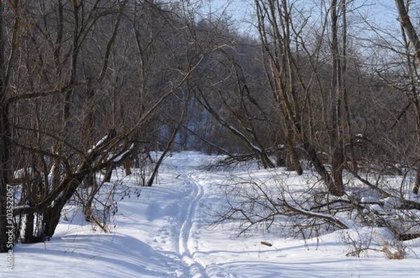 Obraz Лыжня в лесу
