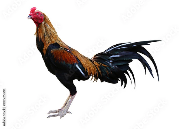 Obraz chicken isolated on a white background