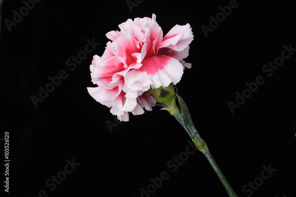Obraz carnation on the black background
