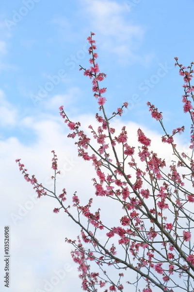 Fototapeta Plum blossom.It is famous as a flower to inform the coming of spring in Japan.