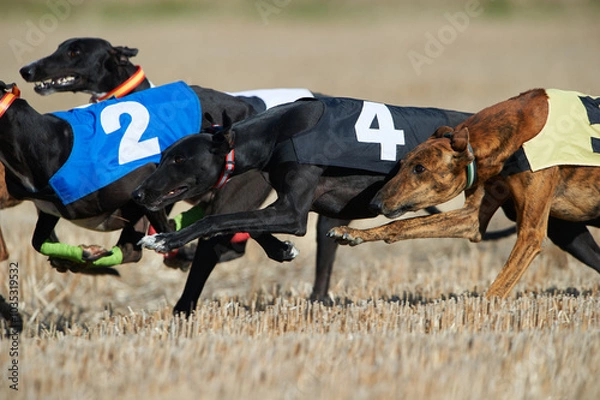 Obraz Greyhound race at field