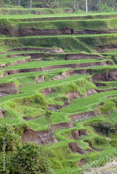 Fototapeta reisterassen