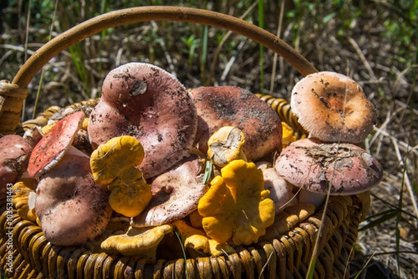 Fototapeta In the forest there is a wicker basket with pink russula and chanterelle mushrooms.