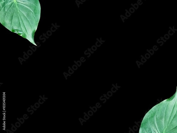 Obraz alocasia cucullata leaf isolated on white background , Buddha’s Hand, Chinese Taro, Elephant Ear
