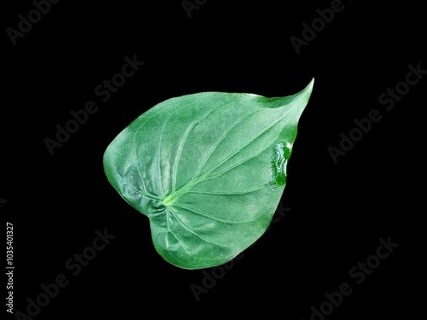 Obraz alocasia cucullata leaf isolated on white background , Buddha’s Hand, Chinese Taro, Elephant Ear