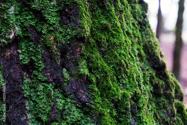 Obraz juicy moss on a tree close-up