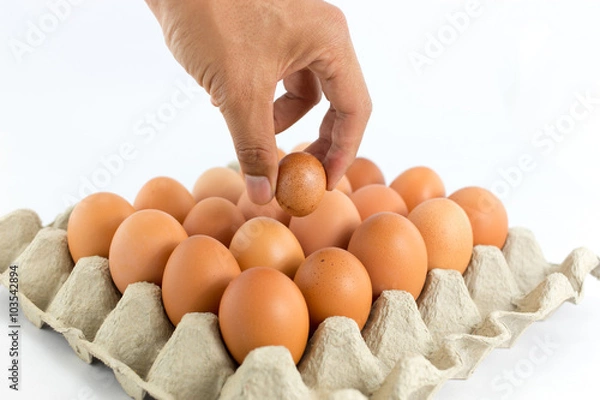 Obraz Eggs in  tray  on white background