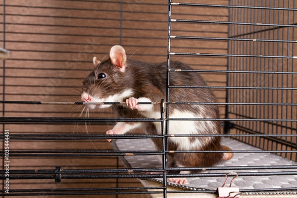 Obraz A pet rat in an open cage