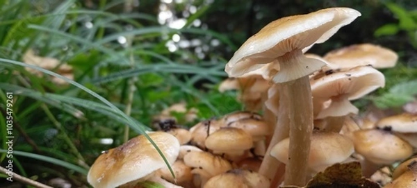 Obraz orange cap boletus