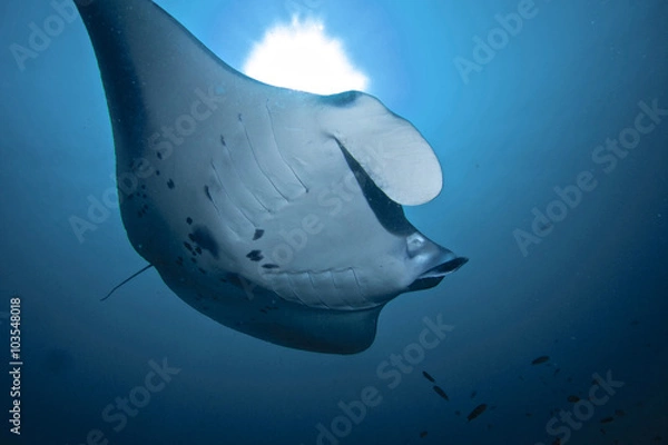 Fototapeta A RAY OF MANTA /  Manta rays after eating plankton, like to get clean by little fish call: cleaner wrasse.