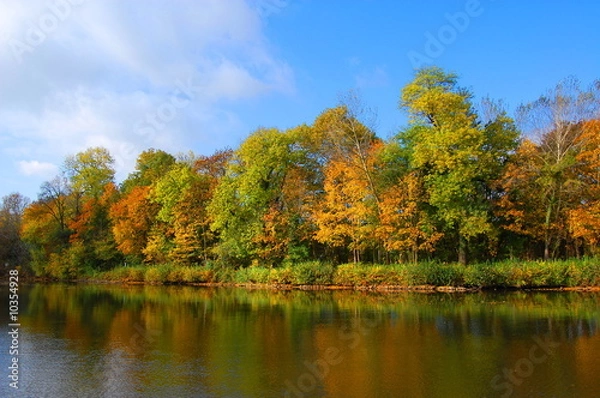 Fototapeta colorful fresh autumnal forest under blue sky