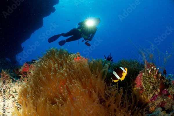 Fototapeta DIVER LOOKING FOR A CLOWN FISH / Diver is drifting along the reef just spouting a Clarks Anemonefish.