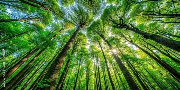 Fototapeta A lush forest with tall trees and vibrant green foliage stretching towards the sky, verdant, plants