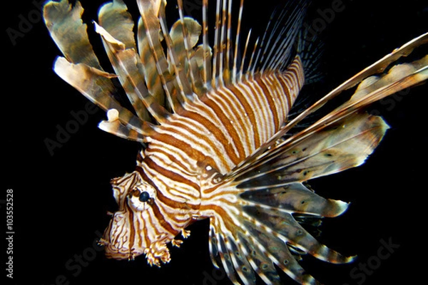 Fototapeta BLACK CAVALIER / Lion fish like are more active at night, this is the time when their prays are less aware.
