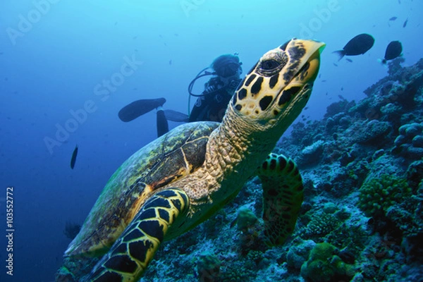 Fototapeta MOODY TURTLE / Turtles don't mid to drive along divers.
