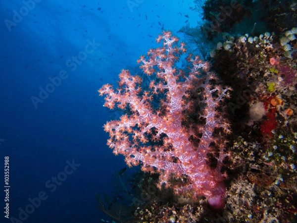Fototapeta SOFT CORAL