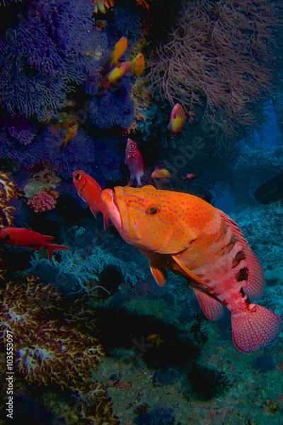Fototapeta THE FISH KEEPER / Grouper are very shy with photographers, you must be very slowly while you approach to them.