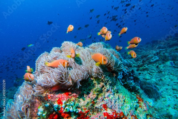 Fototapeta CLOWNFISH FRENESEE / On this dive spot I found over 100's of this beautiful specie.