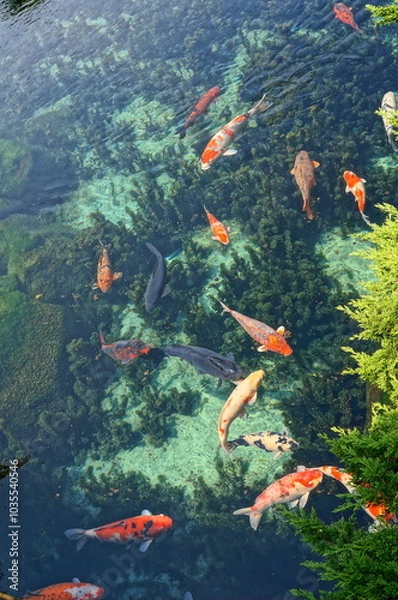 Obraz 日本庭園の中の綺麗な池で泳ぐ錦鯉