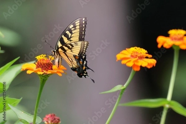 Fototapeta Close-up of a butterfly perched on vibrant flowers in a garden with blurry background