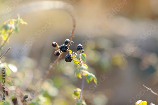 Obraz Wild Blackberries