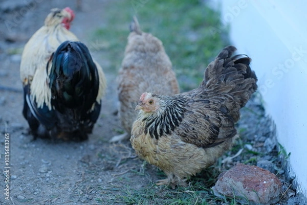 Fototapeta Hen - close up details of hen, Hen in the garden